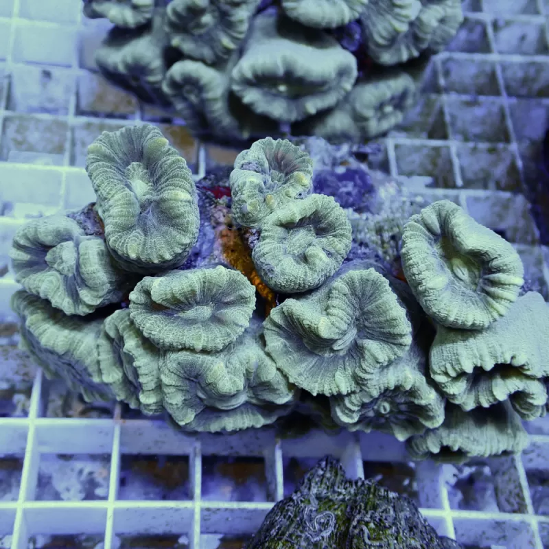 Caulastrea Green