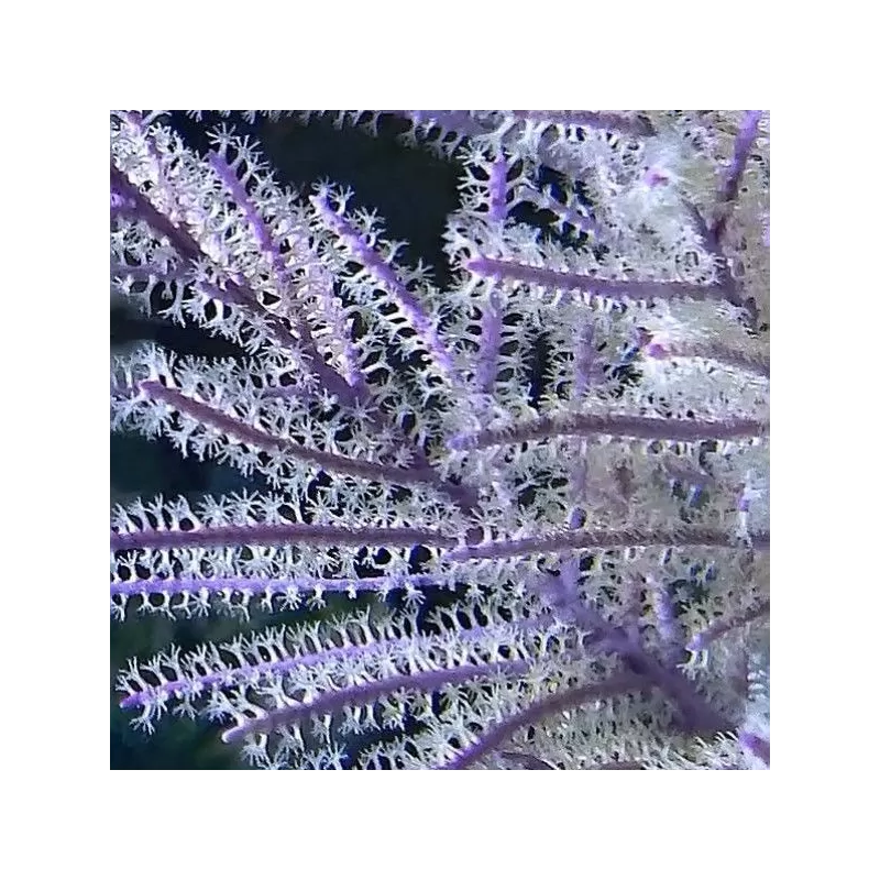 Pseudopterogorgia sp Purple Willow Gorgonia Pseudopterogorgia sp Purple Willow Gorgonia