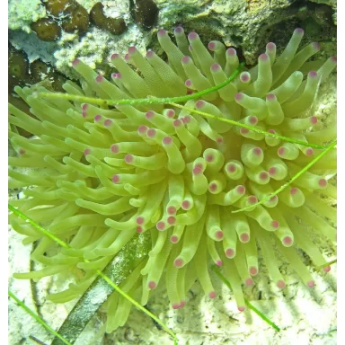 Condylactis gigantea anemone Condylactis gigantea anemone