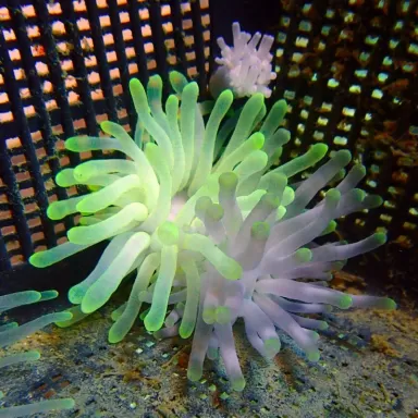 Condylactis gigantea anemone Condylactis gigantea anemone