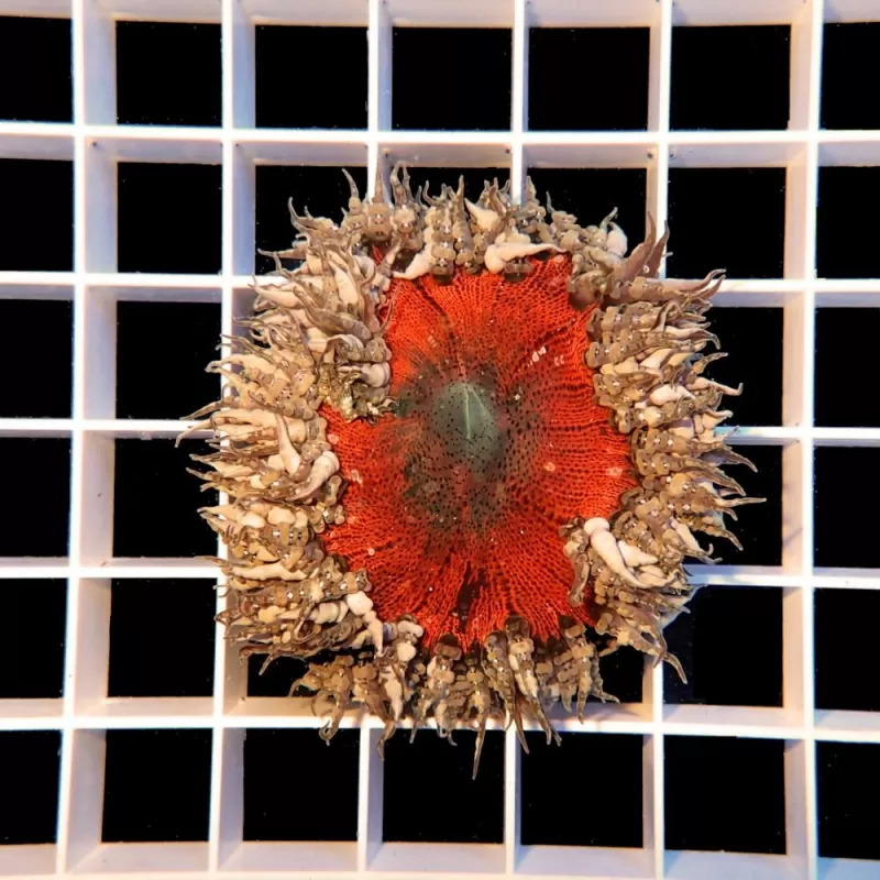 Epicystis Crucifer M-size