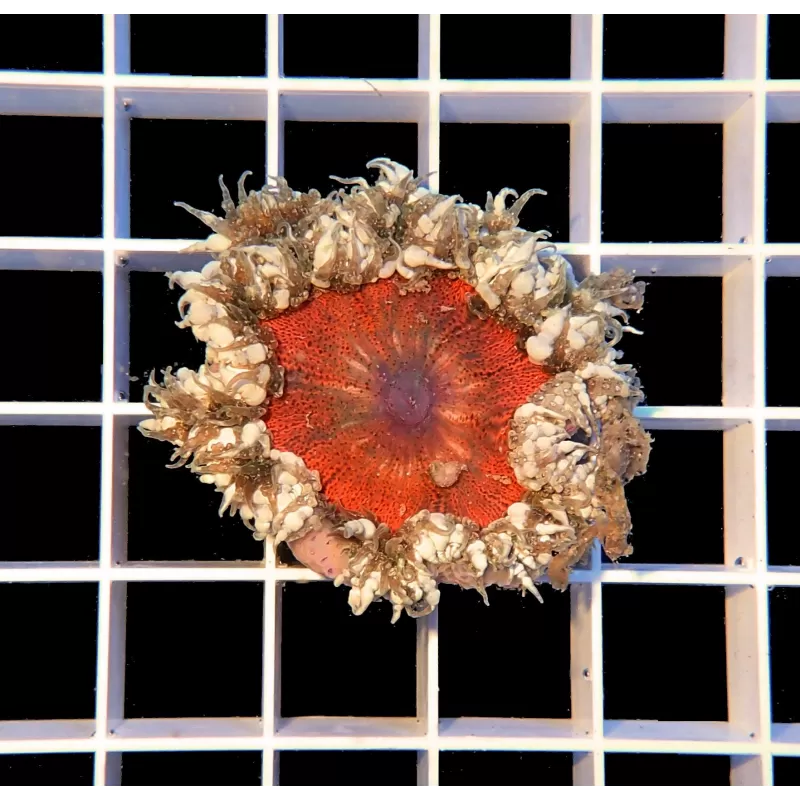 Epicystis Crucifer M-size