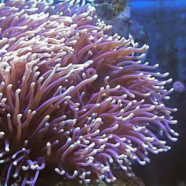Heteractis magnifica L size Indonesia Heteractis magnifica L size Indonesia