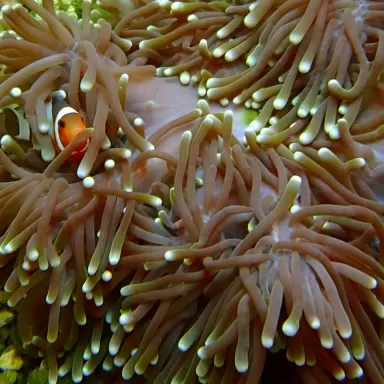 Heteractis magnifica L size Indonesia Heteractis magnifica L size Indonesia