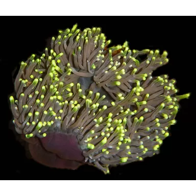 Heteractis magnifica L size Indonesia Heteractis magnifica L size Indonesia