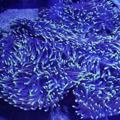 Heteractis magnifica L size Indonesia Heteractis magnifica L size Indonesia