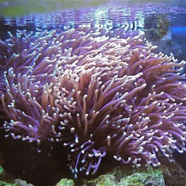 Heteractis magnifica L size Indonesia