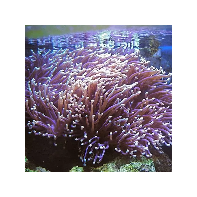 Heteractis magnifica L size Indonesia Heteractis magnifica L size Indonesia