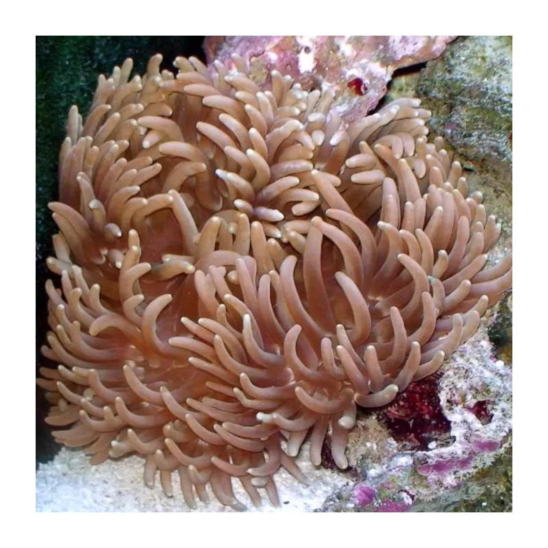 Macrodactyla Doreensis Grey Macrodactyla Doreensis Grey