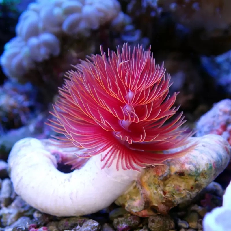 Protula Bispiralis - Red Protula Bispiralis - Red