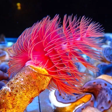 Protula Bispiralis - Red