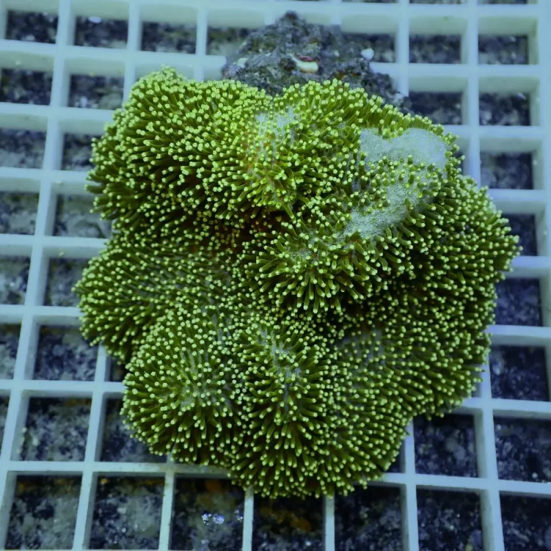 Sarcophyton sp Green M size Sarcophyton sp Green M size