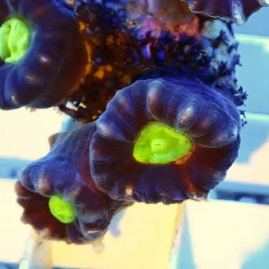 Caulastrea echinulata Australia  (per kop)