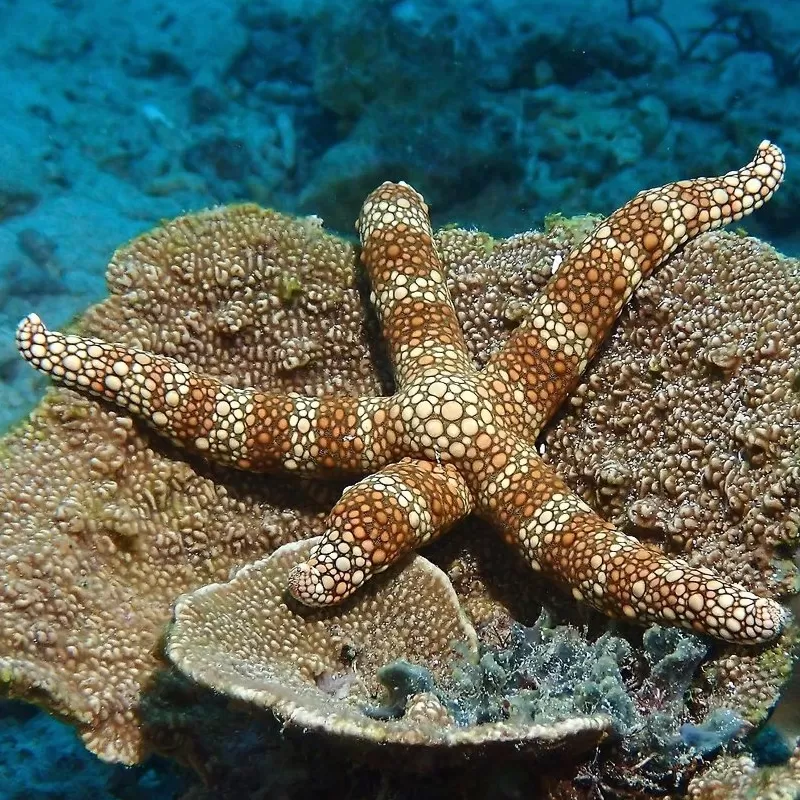 Nardoa Turbeculata