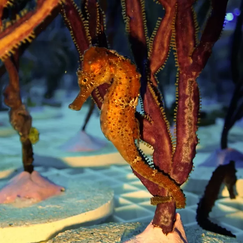 Hippocampus Kuda Orange/Red