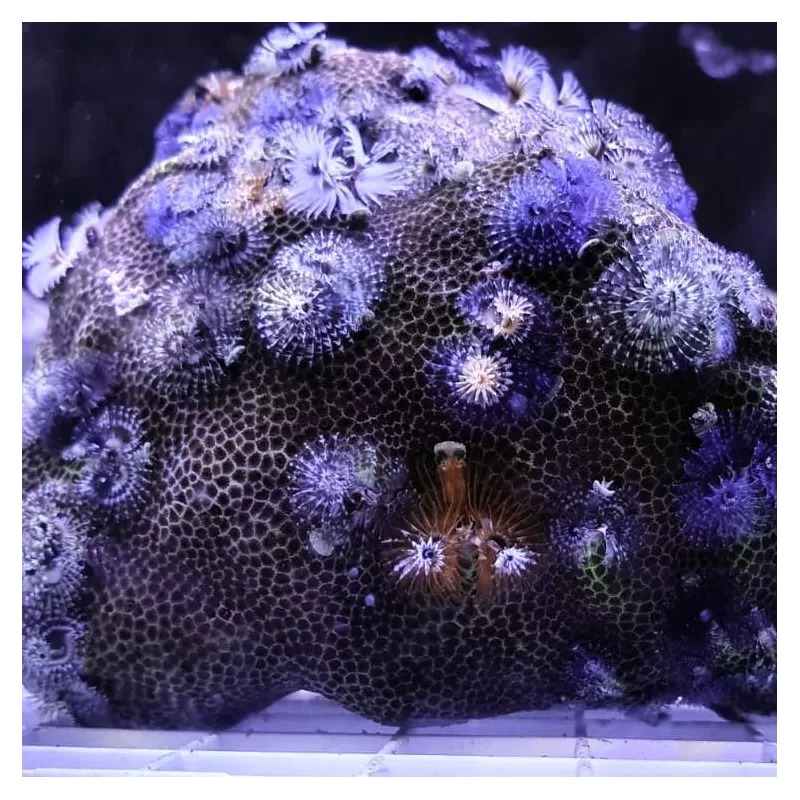 Porites Bisperma spp M-size Porites Bisperma spp M-size