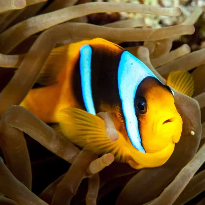 Amphiprion Allardi Amphiprion Allardi