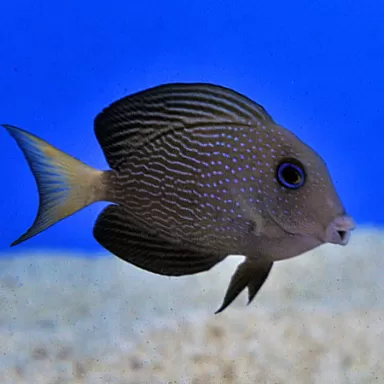 Ctenochaetus Marginatus (M)