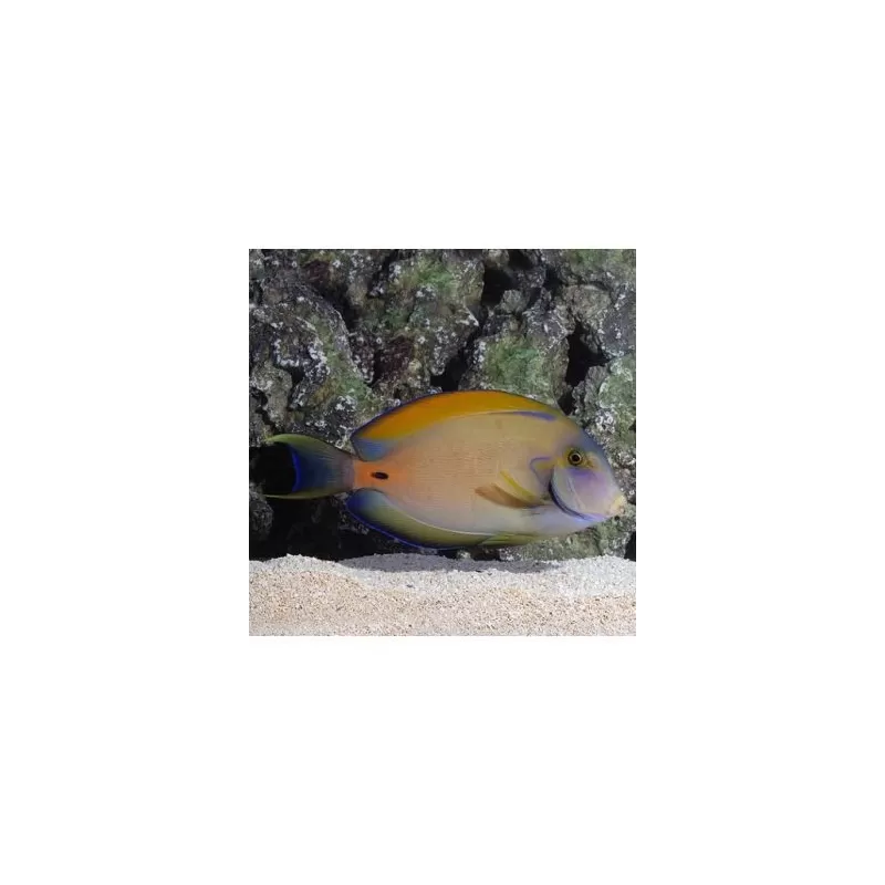 Acanthurus Fowleri (S)