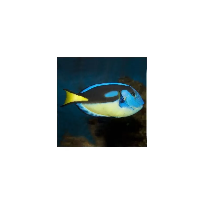 Paracanthurus Hepatus (M) Yellow Belly