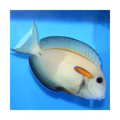 Acanthurus Olivaceus (S)