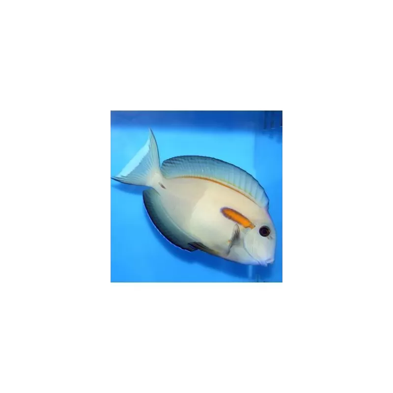 Acanthurus Olivaceus (S)