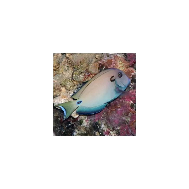 Acanthurus Tennenti (S) Acanthurus Tennenti (S)