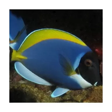 Acanthurus Leucosternon CF Blue (S)