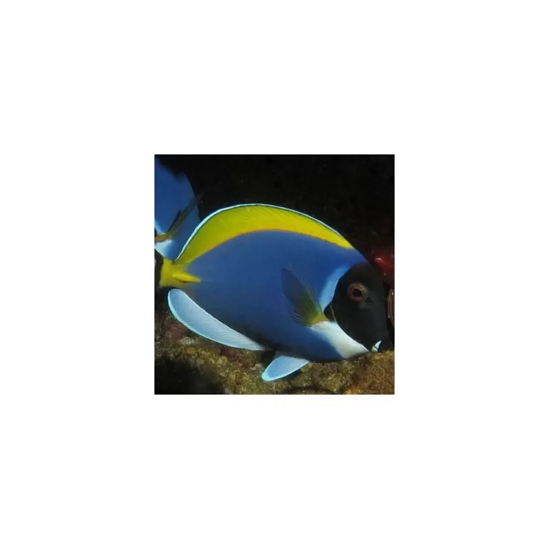 Acanthurus Leucosternon CF Blue (S) Acanthurus Leucosternon CF Blue (S)