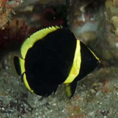 Chaetodontoplus Melanosoma (Juv)