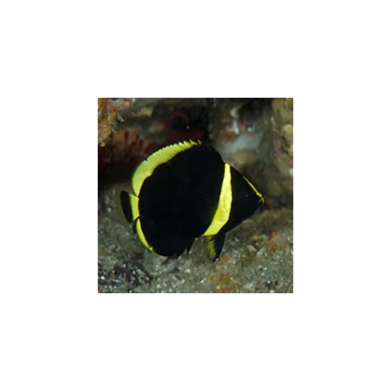 Chaetodontoplus Melanosoma (Juv)