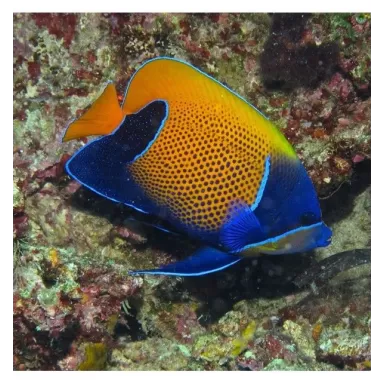 Pomacanthus Navarchus (XL)