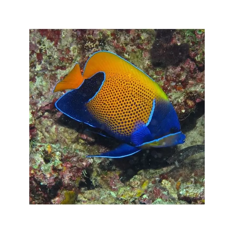 Pomacanthus Navarchus (XL)