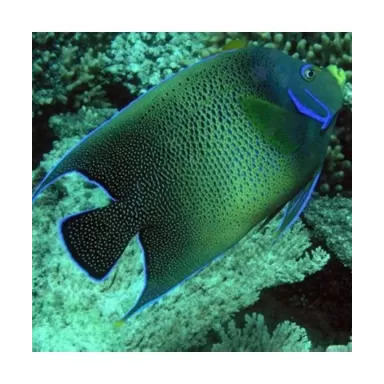 Pomacanthus Semicirculatus (L)