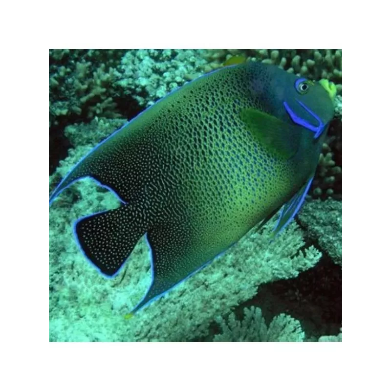 Pomacanthus Semicirculatus (L)
