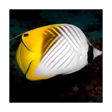 Chaetodon Auriga (S)