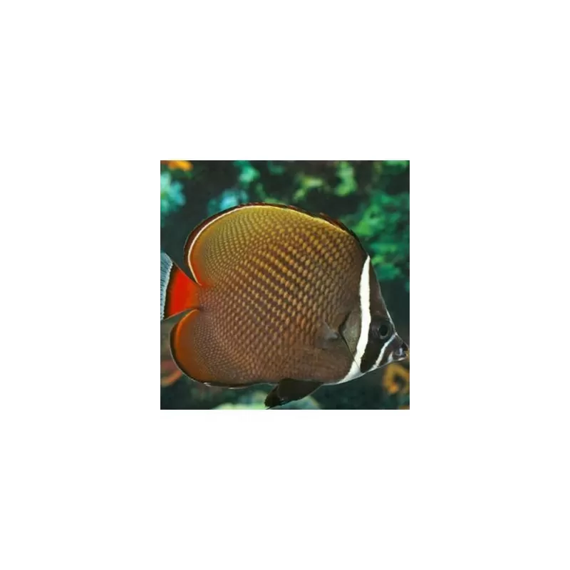 Chaetodon Collare (S) Chaetodon Collare (S)