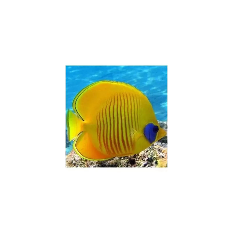 Chaetodon Semilarvatus (S)