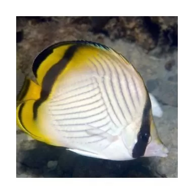 Chaetodon Vagabundus (S)