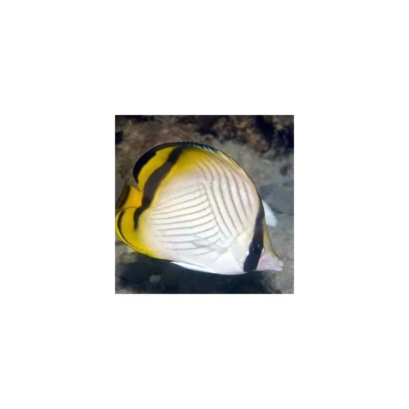 Chaetodon Vagabundus (S)
