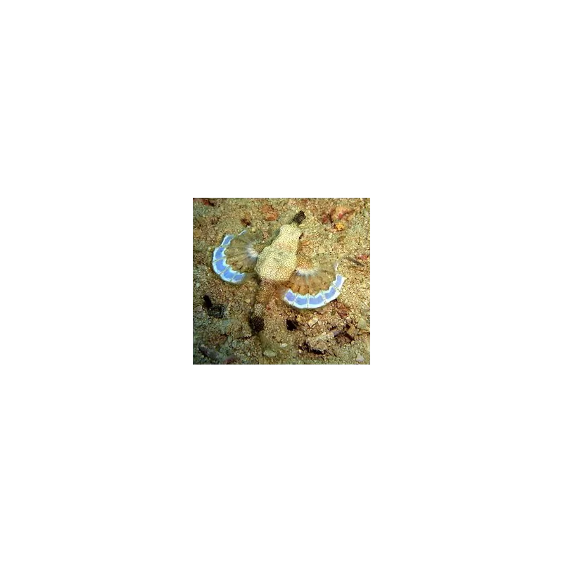 Eurypegasus Draconis Eurypegasus Draconis