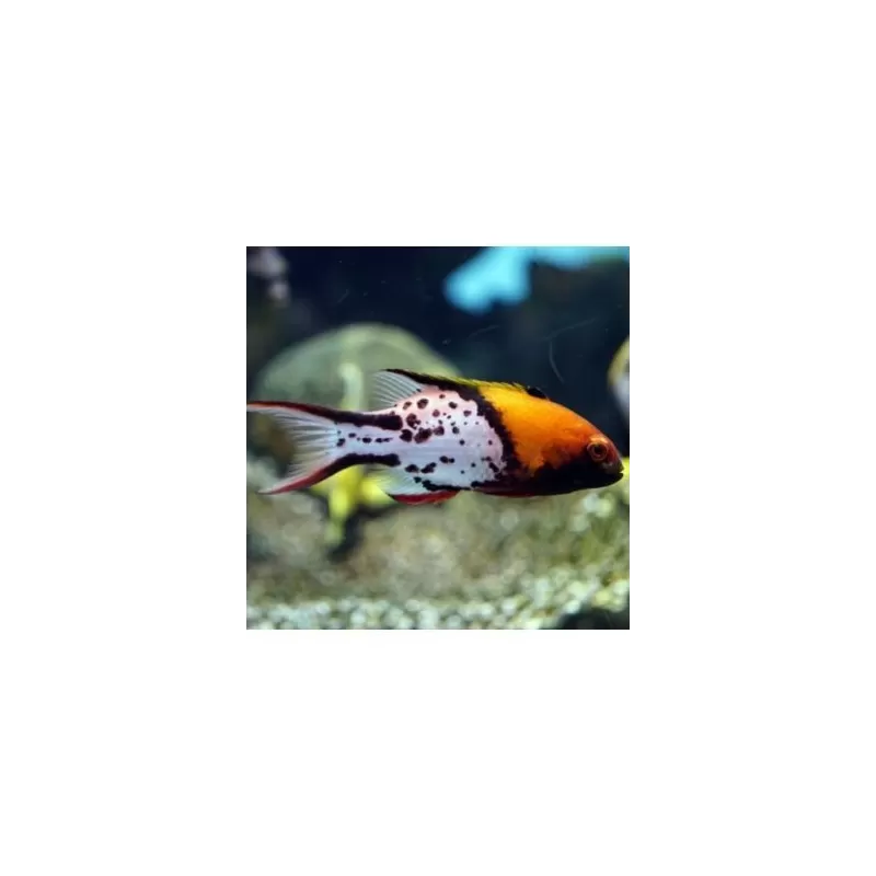 Bodianus Anthioides (S)