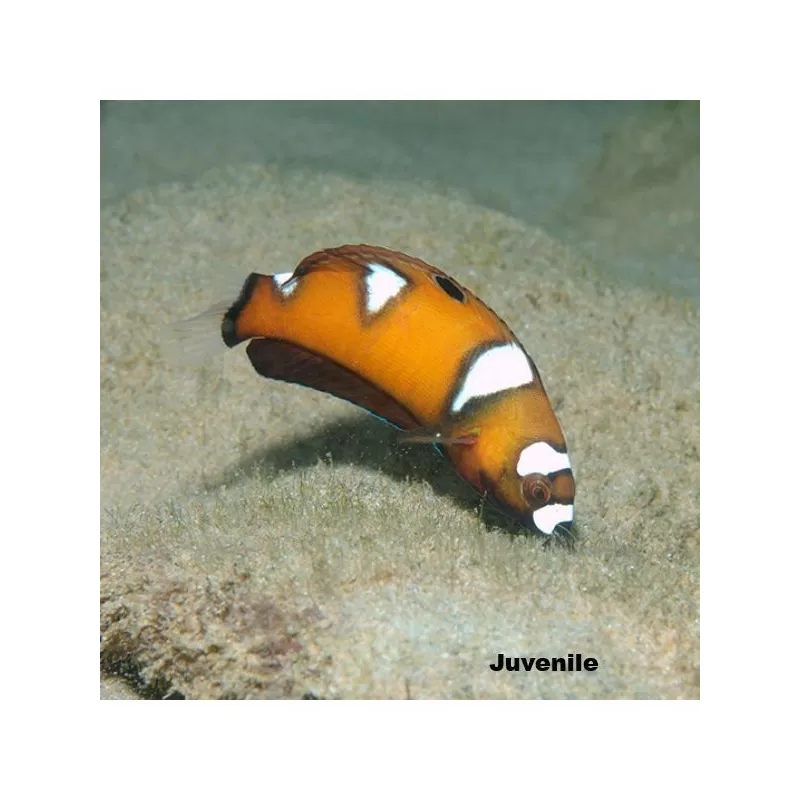 Coris formosa (M)