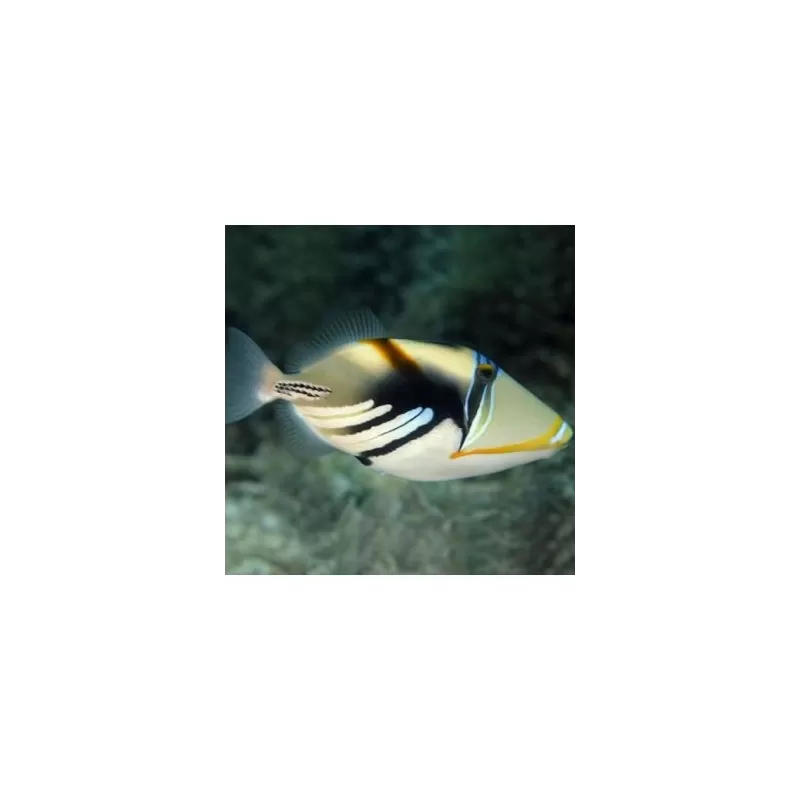 Rhinecanthus Aculeatus (S) Rhinecanthus Aculeatus (S)