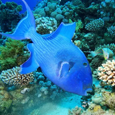 Pseudobalistes Fuscus (M)