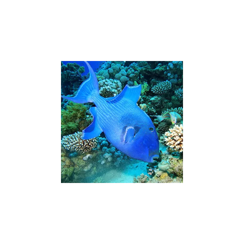 Pseudobalistes fuscus (M)