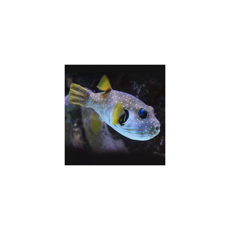 Arothron Hispidus (XL) Arothron Hispidus (XL)