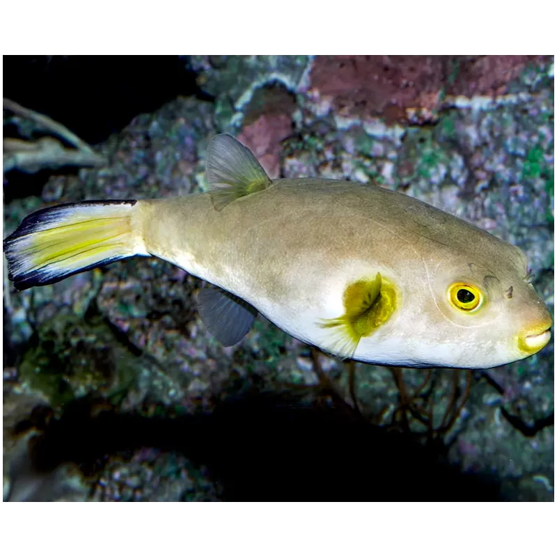 Arothron Immaculatus Arothron Immaculatus