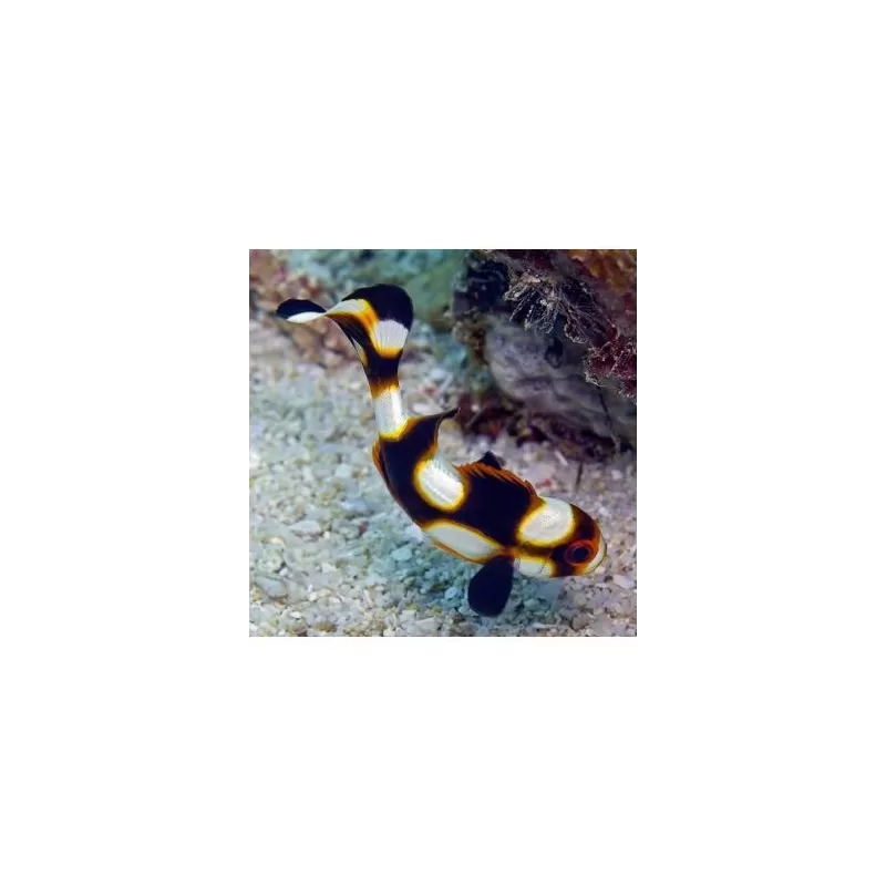 Plectorhinchus Orientalis (L)