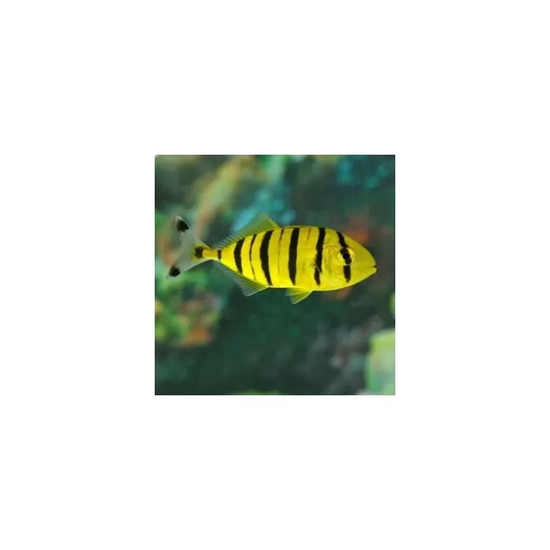 Gnathanodon Speciosus (M) Gnathanodon Speciosus (M)